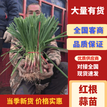 河南中牟红根蒜苗/产区直发/当天发车保质保量