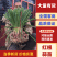 河南中牟红根蒜苗/产区直发/当天发车保质保量