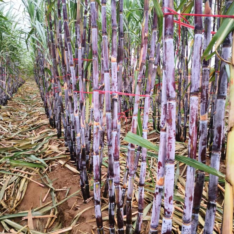 河北黑皮、黄金紫皮甘蔗种，提供技术指导，成活率高甜度高