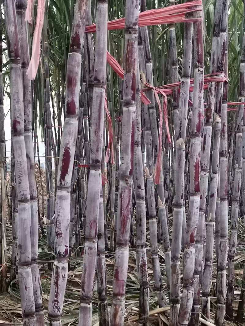 河北黑皮、黄金紫皮甘蔗种，提供技术指导，成活率高甜度高