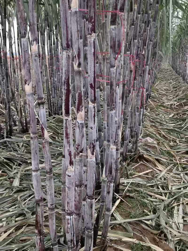 河北黑皮、黄金紫皮甘蔗种，提供技术指导，成活率高甜度高