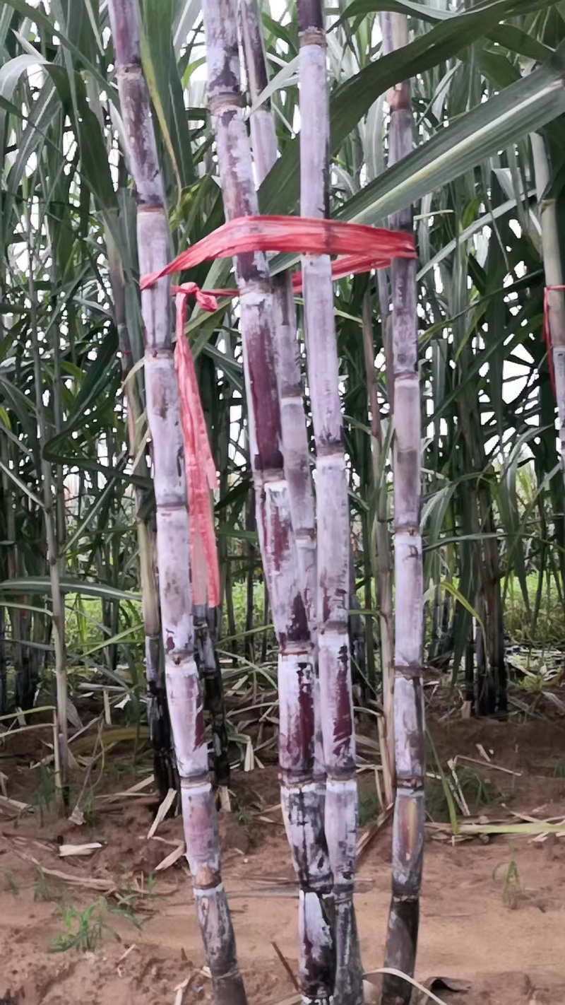 河北黑皮、黄金紫皮甘蔗种，提供技术指导，成活率高甜度高