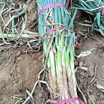 【长白大葱】河北邢台基地直供质量保证货源充足全国发货