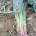 【长白大葱】河北邢台基地直供质量保证货源充足全国发货