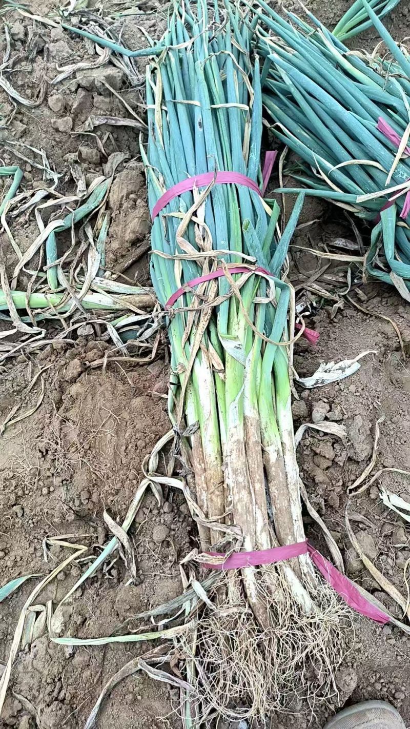 【长白大葱】河北邢台基地直供质量保证货源充足全国发货