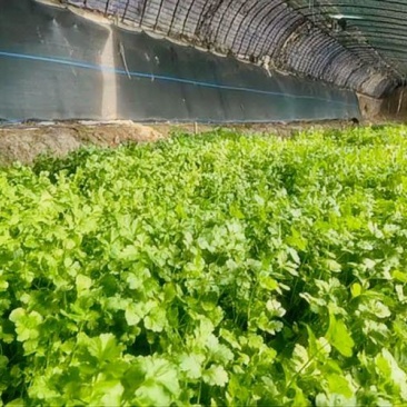 沃鲜植品