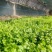 沃鲜植品