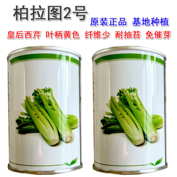 帕拉图2号西芹种子皇后西芹叶柄黄色纤维少免催芽基地推荐