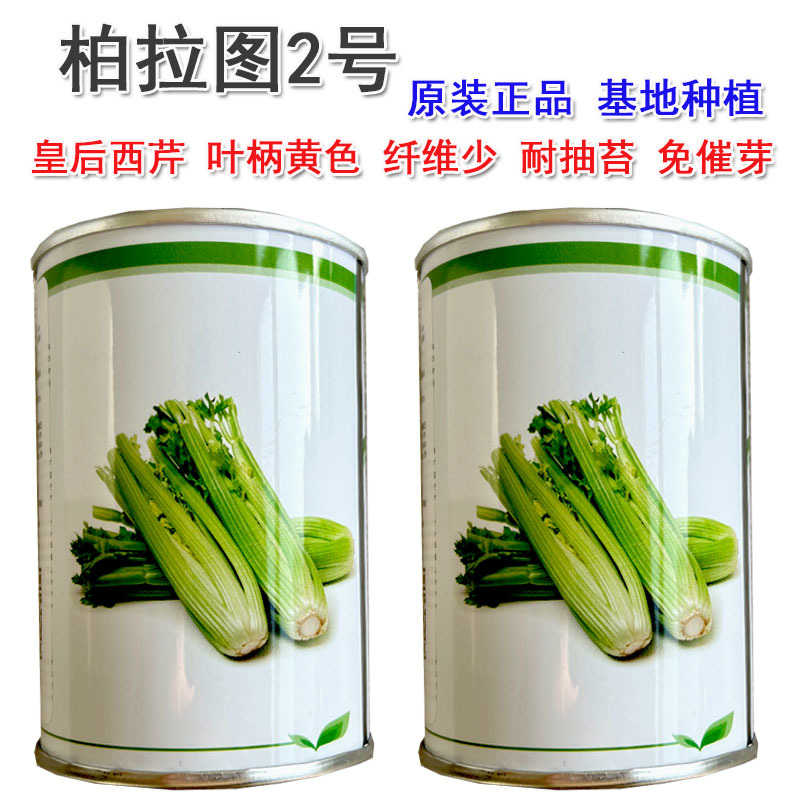 帕拉图2号西芹种子皇后西芹叶柄黄色纤维少免催芽基地推荐
