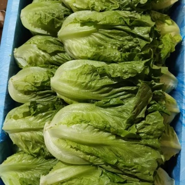 意大利生菜基地直发对接电商市场商超可视频