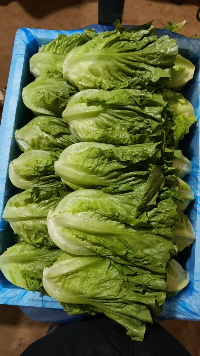 意大利生菜基地直发对接电商市场商超可视频