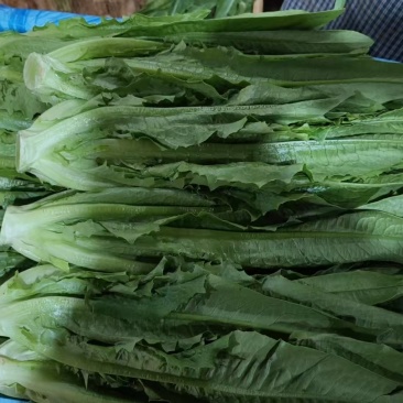精品油麦菜基地直发对接电商市场商超可视频