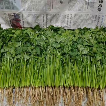 精品香菜基地直发对接电商市场商超可视频看货