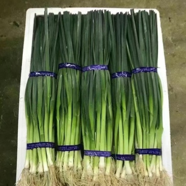 精品蒜苗基地直发对接电商市场商超可视频看货