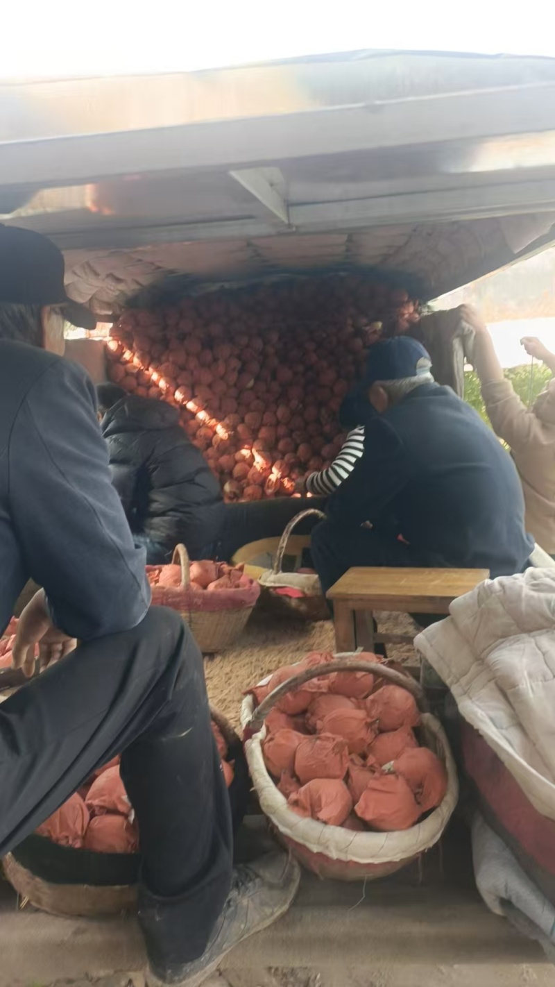 精品蒲城酥梨脆甜可口现摘现发出口品质