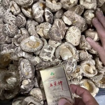 随州特产天白花香菇
