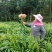 贵州小黄姜种植基地直供规格齐全量大价优欢迎咨询合作