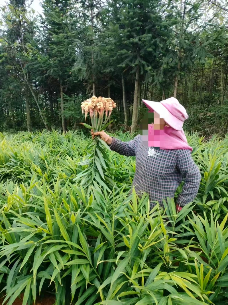 贵州小黄姜种植基地直供规格齐全量大价优欢迎咨询合作