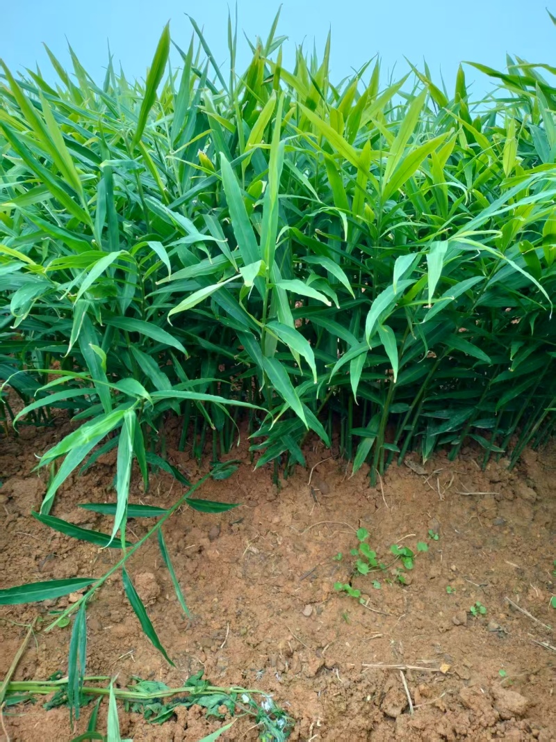 贵州小黄姜种植基地直供规格齐全量大价优欢迎咨询合作