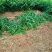 贵州小黄姜种植基地直供规格齐全量大价优欢迎咨询合作