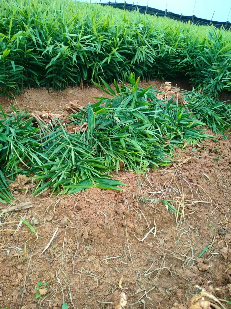 贵州小黄姜种植基地直供规格齐全量大价优欢迎咨询合作