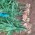 贵州小黄姜种植基地直供规格齐全量大价优欢迎咨询合作