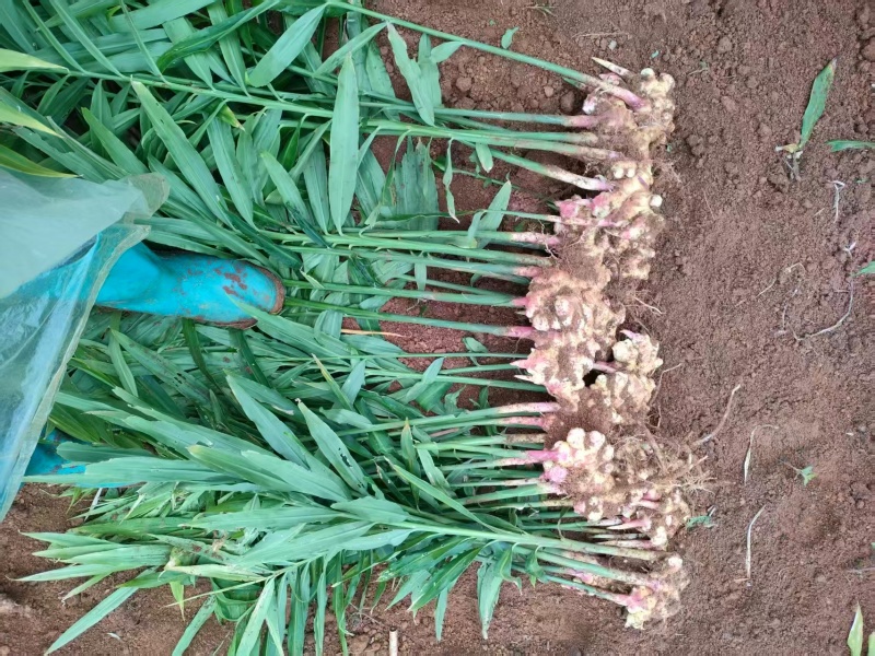 贵州小黄姜种植基地直供规格齐全量大价优欢迎咨询合作