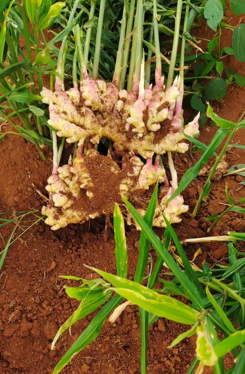 贵州小黄姜种植基地直供规格齐全量大价优欢迎咨询合作