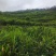 贵州小黄姜种植基地直供规格齐全量大价优欢迎咨询合作