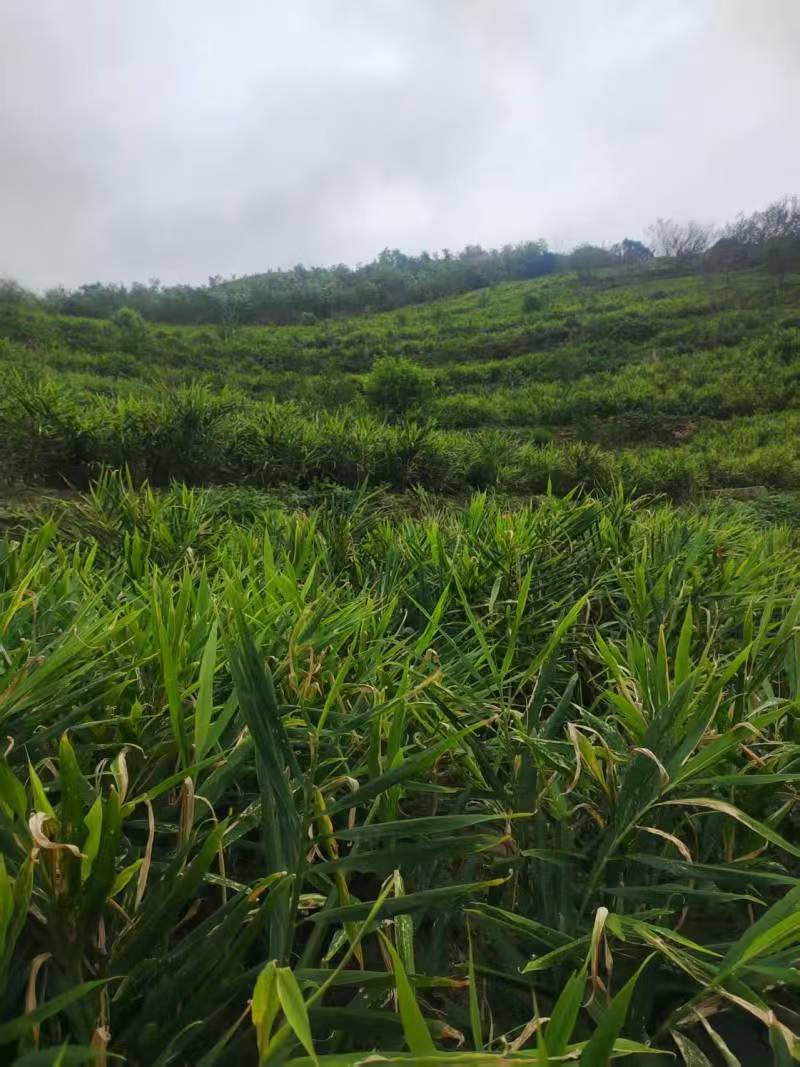 贵州小黄姜种植基地直供规格齐全量大价优欢迎咨询合作