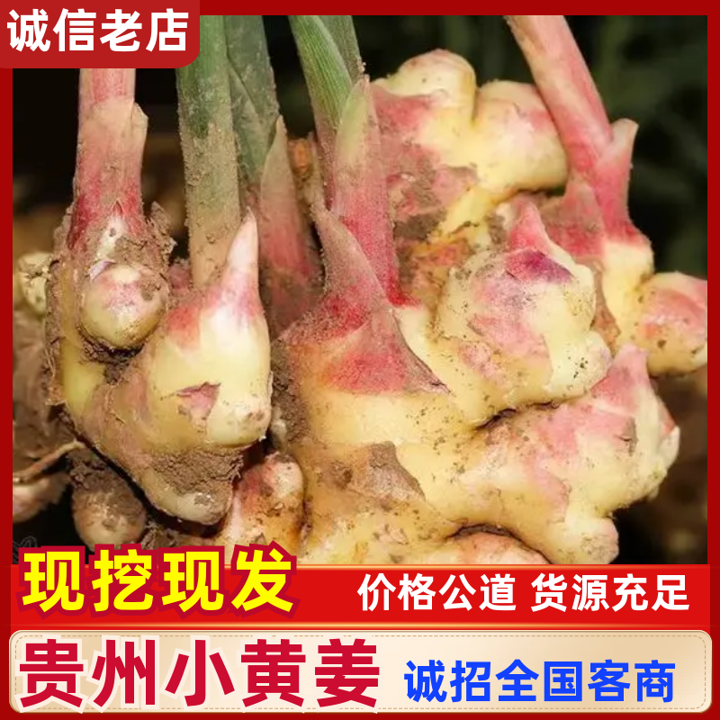 贵州小黄姜种植基地直供规格齐全量大价优欢迎咨询合作