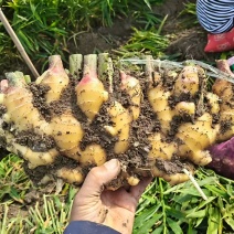 【热卖中】临泉精品大黄姜大姜产地直发海量货源批发团购