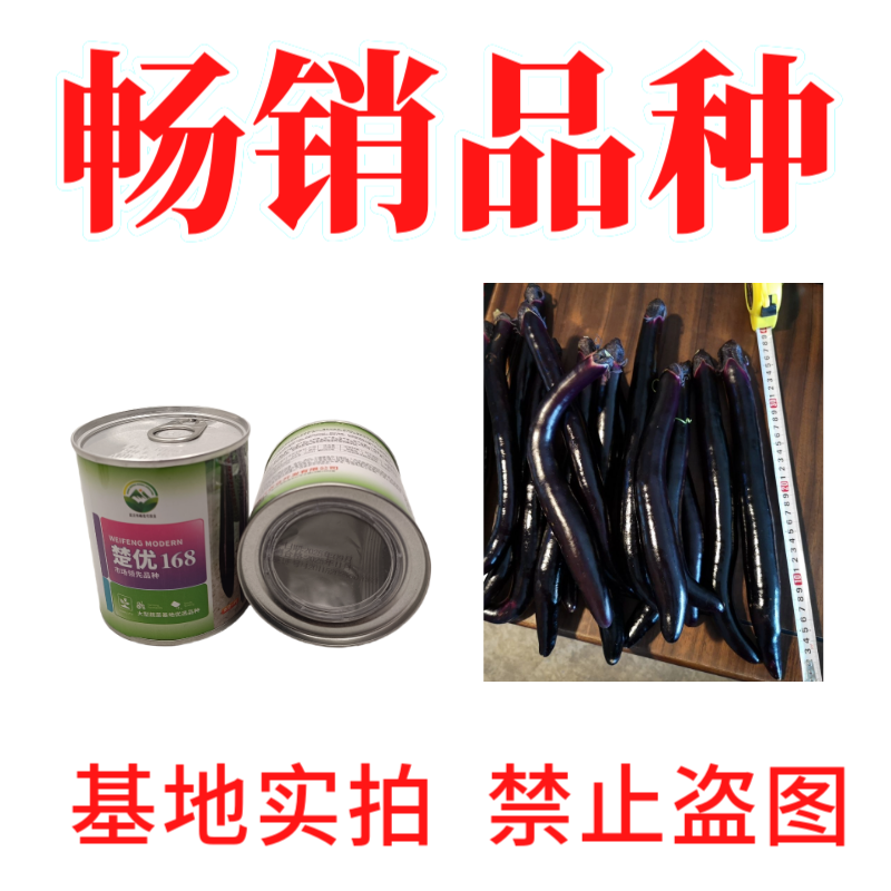 【楚优168】紫黑长茄种子基地优选中早熟茄子高产早春延秋