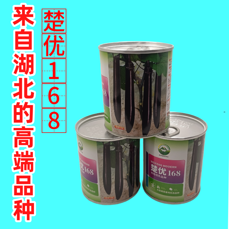 【楚优168】紫黑长茄种子基地优选中早熟茄子高产早春延秋