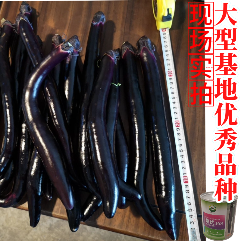 【楚优168】紫黑长茄种子基地优选中早熟茄子高产早春延秋