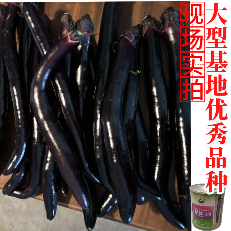 【楚优168】紫黑长茄种子基地优选中早熟茄子高产早春延秋