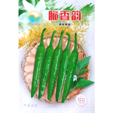 脆香韵辣椒种子早熟短羊角椒樟树小辣椒种籽中辣香脆节节有果