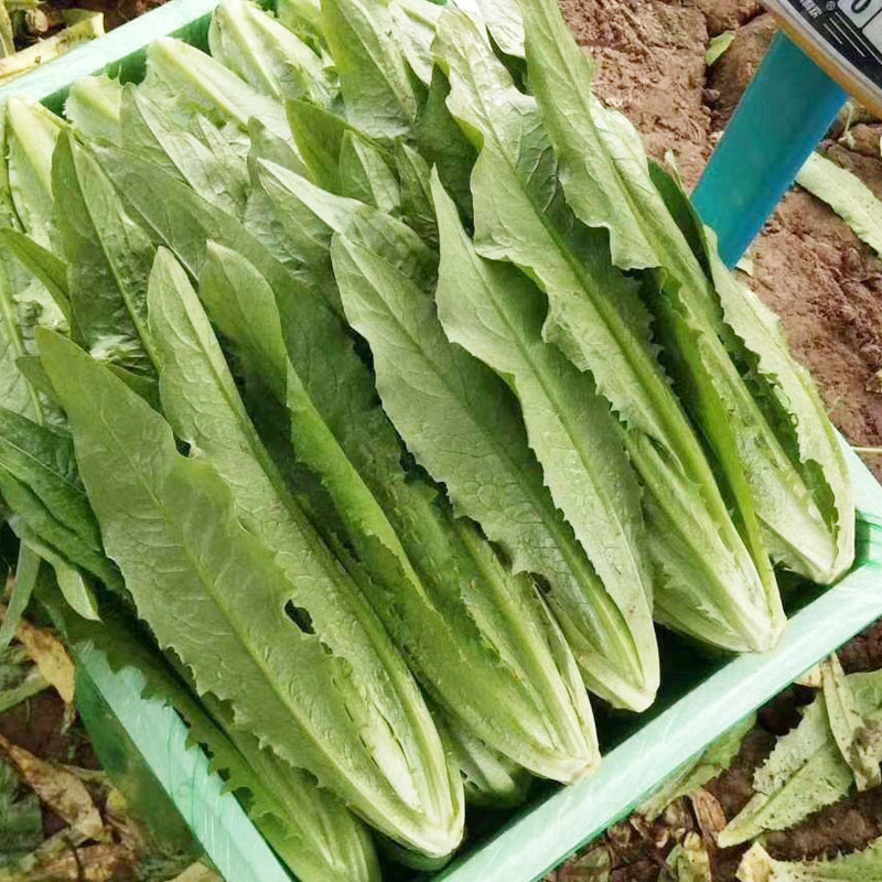 绿剑无斑香油麦种子叶宽香甜油麦菜种子耐热大颗高产