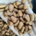 900规格超大颗粒，开口松籽，可批发可一件代发