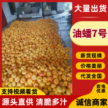 油蟠7桃苗，产地大量发货，80厘米高，0.8厘米粗成苗