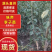 味帝李子成品苗，80厘米高，0.8厘米粗，全国大量发货
