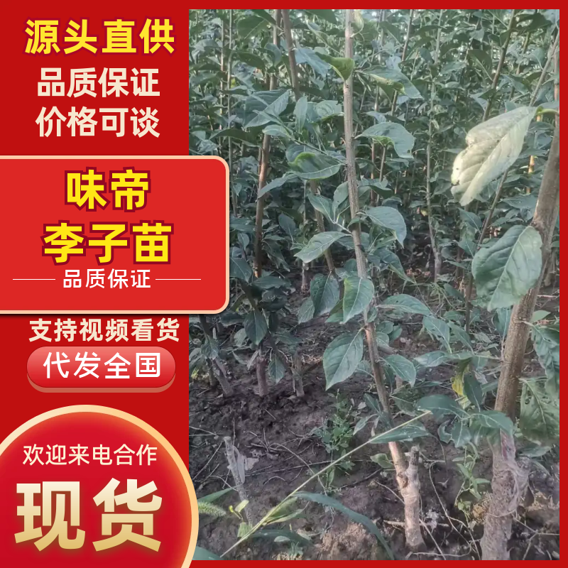 味帝李子成品苗，80厘米高，0.8厘米粗，全国大量发货