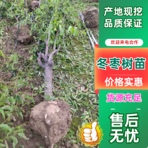 精品新品种三代冬枣树苗，当年苗易成活，保纯度对板。