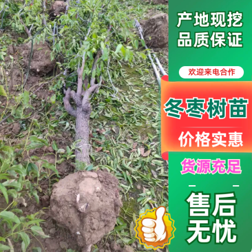 精品新品种三代冬枣树苗，当年苗易成活，保纯度对板。