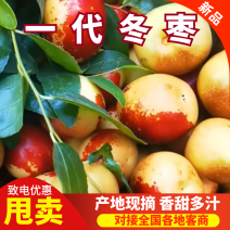 优质冬枣苗产量高个大头口感是冬枣当中**的