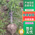 实生小枣苗，根系好树形漂亮成活率高，保证纯度，欢迎采购。