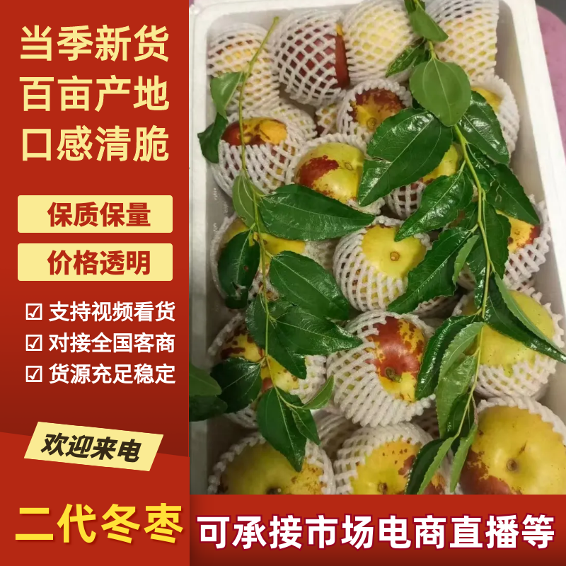 (精选)冬枣(鲜枣)诚信经营、客户至上。