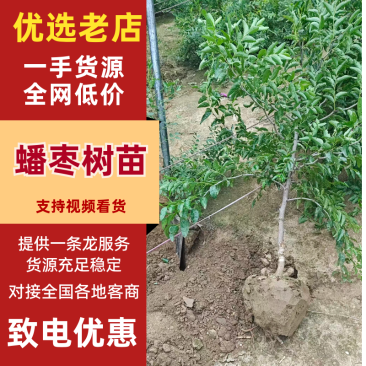 十万棵酸枣苗开始起苗出货