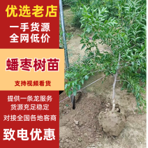 冬枣一、二、三代，潘枣嫁接穗条(封腊)，成活率高来电选购