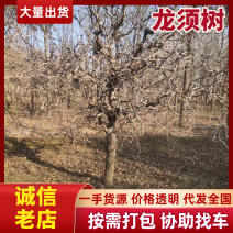 盘龙枣树观光绿化，门前院内美丽庭院。保成活假一赔十
